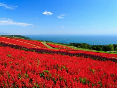 tour du lich nhat ban osaka awaji kobe kyoto 4n3d 1