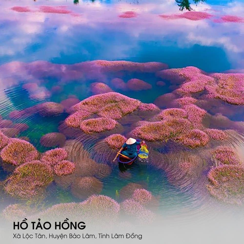 Hồ Tảo Hồng Bảo Lộc