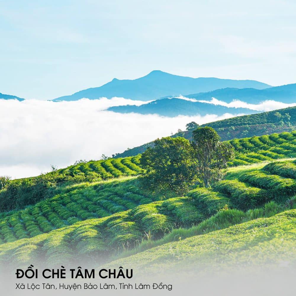 du lịch bảo lộc - đồi chè Tâm Châu Bảo Lộc