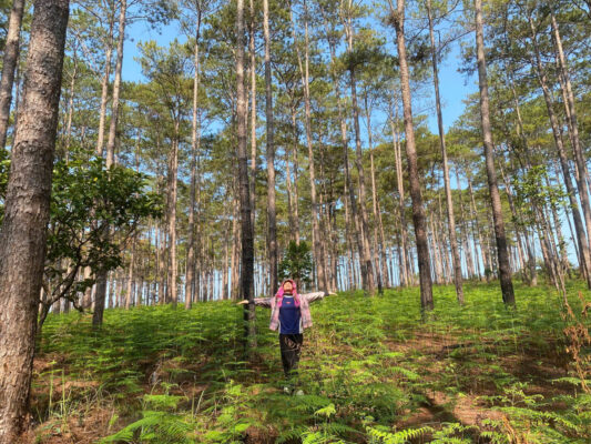 trekking b'lá bảo lộc, mùa dương sỉ siêu đẹp