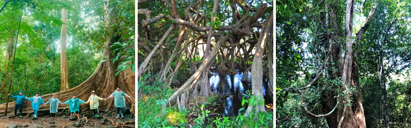 Nam Cát Tiên | Nghỉ Dưỡng Resort Orchard 3 Nam Cát Tiên | Nghỉ Dưỡng Resort Orchard