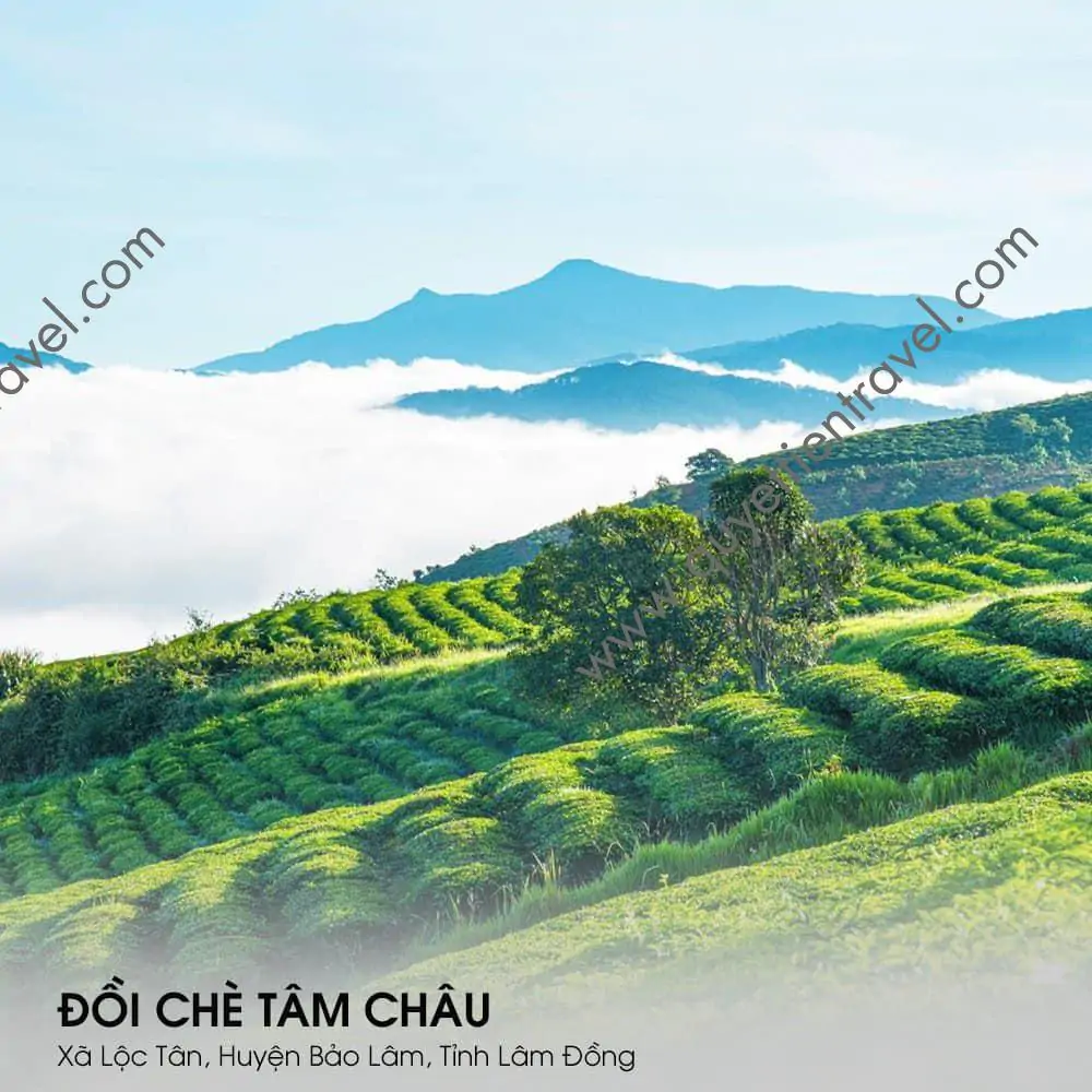 TOP 10 ĐIỂM THAM QUAN BẢO LỘC 2 du lịch bảo lộc - đồi chè Tâm Châu Bảo Lộc