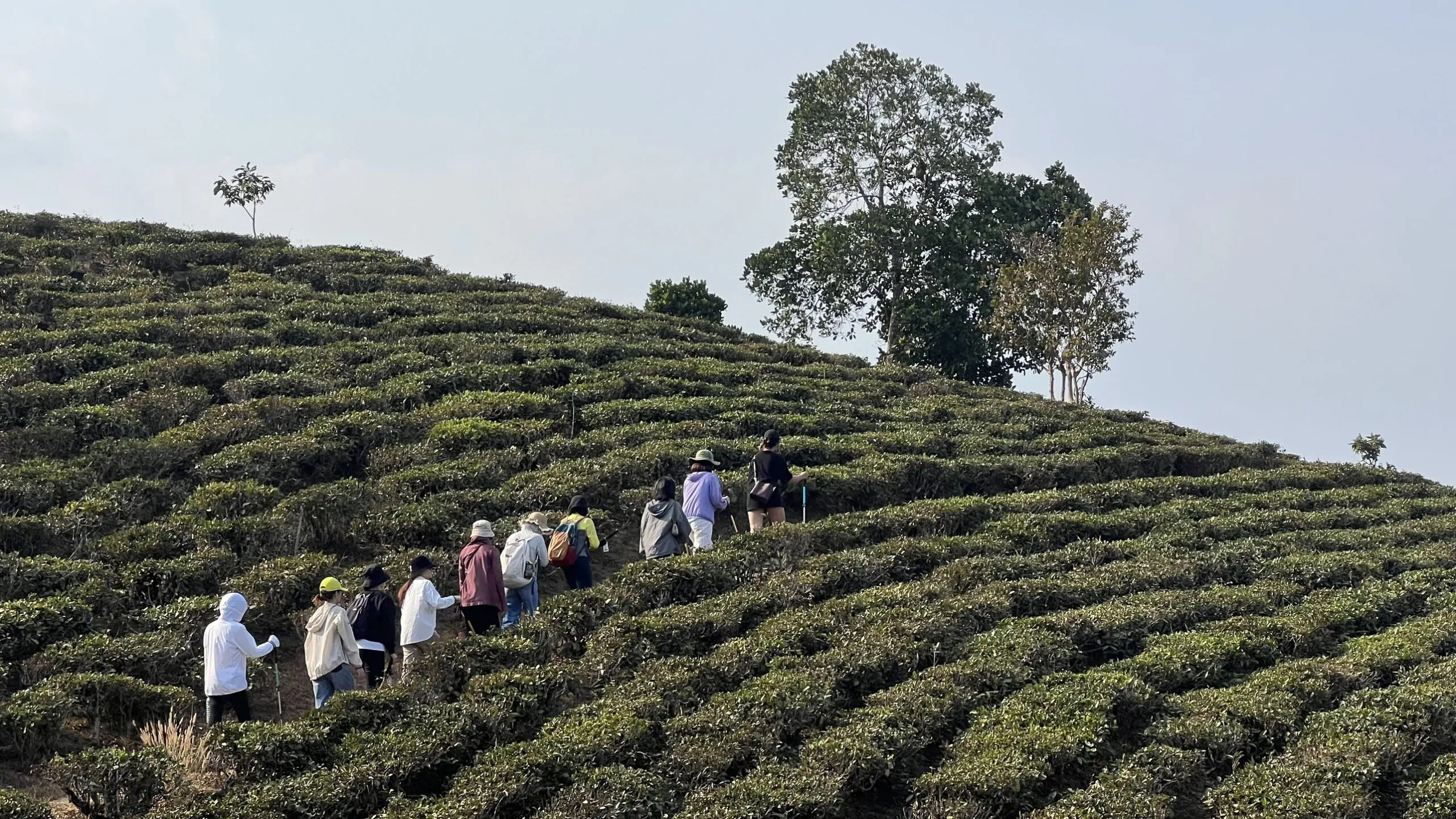 Trekking Bảo Lộc độc đáo với cung đường rừng xanh mát
